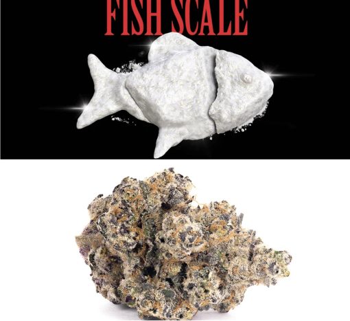 Fish Scale Hybrid