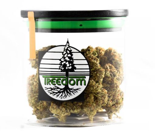 Treedom - RS11 - Sativa